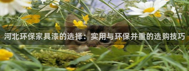 杏耀平台待遇：河北环保家具漆的选择：实用与环保并重的选购技巧